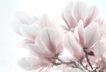 Tapeta Flizelinowa do sypialni magnolie 42123 Naklejkomania - zdjecie 2 - miniatura