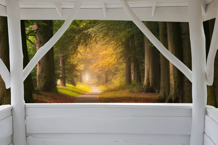 Fototapety na ścianę Las zaczarowana ścieżka 41670 - zdjęcie 2