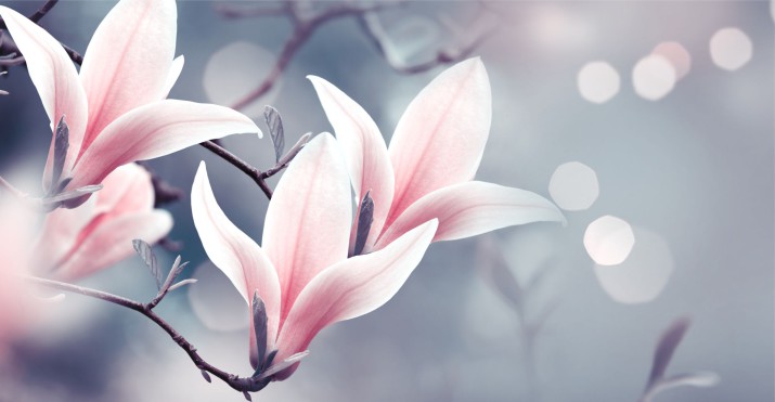 Fototapety na ścianę kwiat magnolia 42181 - zdjęcie 2