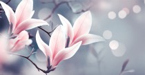 Fototapety na ścianę kwiat magnolia 42181 Naklejkomania - zdjecie 2 - miniatura