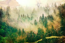 Fototapeta na ścianę  Las w mgle 26009 Naklejkomania - zdjecie 2 - miniatura