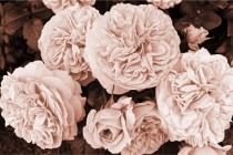 Fototapeta na ścianę Kwiaty Róży 42220 Naklejkomania - zdjecie 2 - miniatura