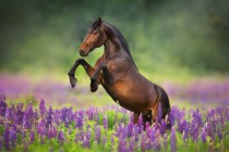 Fototapeta Koń na polu fioletowych kwiatów 42424 Naklejkomania - zdjecie 3 - miniatura