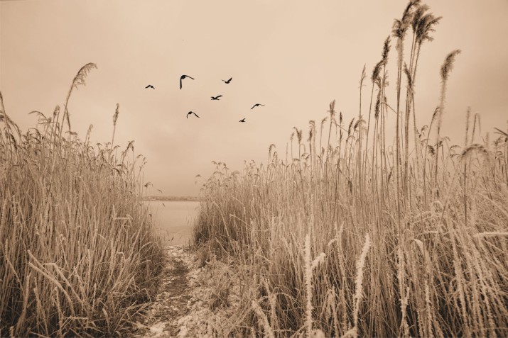 Fototapeta ścienna Sepia na ścianie 42206 - zdjęcie 2