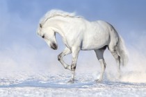 Fototapeta na ścianę Koń w galopie na śniegu 42427 Naklejkomania - zdjecie 3 - miniatura