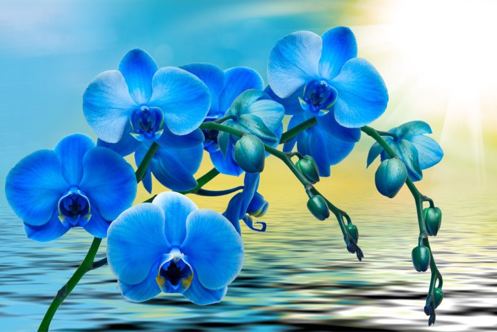 Fototapeta na ścianę Orchidea w blasku 42339 - zdjęcie 2