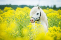 Fototapeta Biały Koń żółte kwiaty  42414 Naklejkomania - zdjecie 2 - miniatura