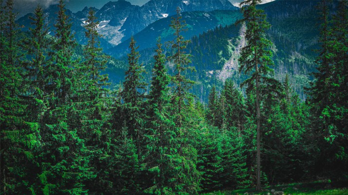 Fototapeta na ścianę Widok na Tatry 42451 - zdjęcie 2