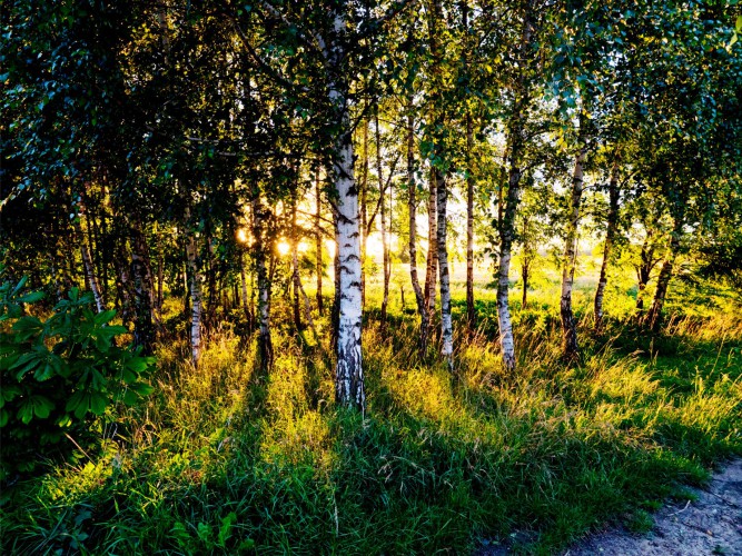 Fototapeta na ścianę Las brzozowy 42444 - zdjęcie 2