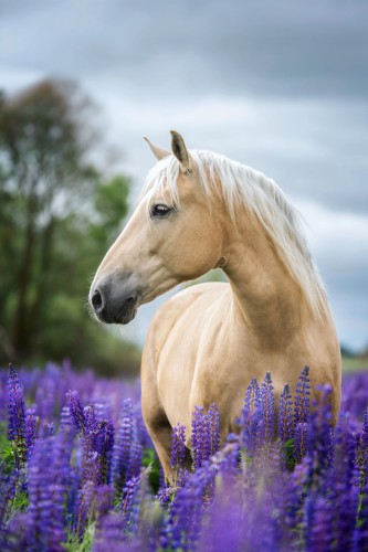 Fototapeta  Koń Palomino  w fioletowych kwiatach 42423 - zdjęcie 2