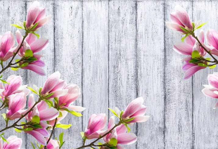 Fototapeta na ścianę Magnolia szare deski 42341 - zdjęcie 2