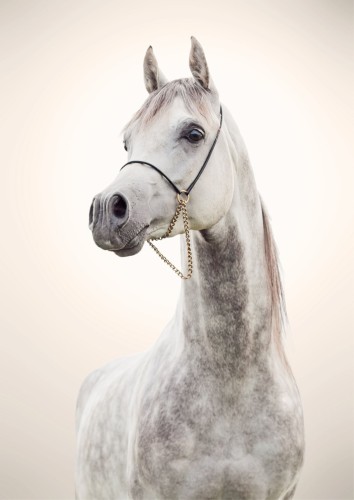 Fototapeta Koń Arabian 42425 - zdjęcie 2