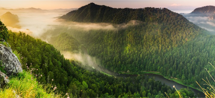 Fototapeta na ścianę Las Pieniny Sokolica 42446 - zdjęcie 2