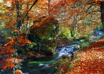 Fototapeta na ścianę jesień w lesie 42483 Naklejkomania - zdjecie 2 - miniatura