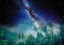 Fototapeta las w mgle w blasku gwiazd 26015 Naklejkomania - zdjecie 2 - miniatura