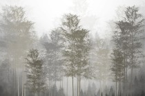 Fototapeta  na ścianę las w mgle 42522 Naklejkomania - zdjecie 2 - miniatura