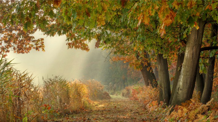 Fototapety na ścianę jesienna ścieżka 42556 - zdjęcie 2