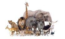 Fototapeta na ścianę safari zoo 42586 Naklejkomania - zdjecie 2 - miniatura