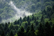 Fototapety na ścianę góry las w mgle 42557 Naklejkomania - zdjecie 2 - miniatura