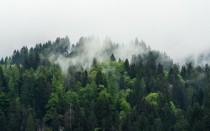 Fototapeta na ścianę Tajemniczy las we mgle 64071 Naklejkomania - zdjecie 2 - miniatura