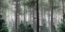 Tapeta Flizelinowa na ścianę Tajemniczy las we mgle 64070 Naklejkomania - zdjecie 2 - miniatura