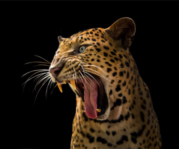 Fototapeta na ścianę leopard na czarnym tle 42671 - zdjęcie 2