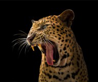 Fototapeta na ścianę leopard na czarnym tle 42671 Naklejkomania - zdjecie 2 - miniatura
