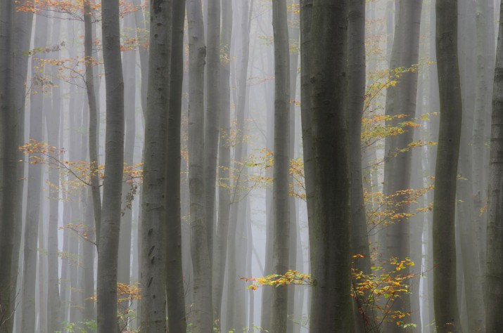 Fototapeta na ścianę drzewa w mgle 42684 - zdjęcie 2