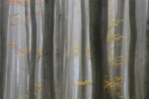 Fototapeta na ścianę drzewa w mgle 42684 Naklejkomania - zdjecie 2 - miniatura