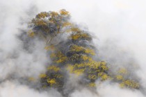 Fototapeta ścienna las w mgle Naklejkomania - zdjecie 2 - miniatura