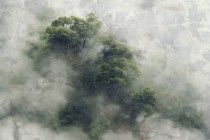 Fototapeta ścienna drzewa we mgle Naklejkomania - zdjecie 2 - miniatura