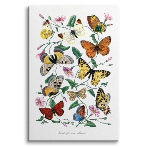 Obraz Motyle i ćmy - reprodukcja malarstwa Paula Gervaisa 92045