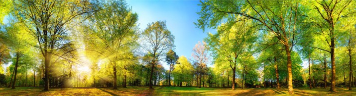Naklejki do kuchni okleina kuchenna rajski park 42873 - zdjęcie 2