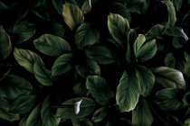 Fototapeta do łazienki W dżungli - zdjęcie rośliny z ciemno-zielonymi liśćmi 90018 Naklejkomania - zdjecie 2 - miniatura