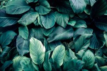 Fototapeta do łazienki Dzika natura - zdjęcie rośliny z zielonkawymi liśćmi 90017 Naklejkomania - zdjecie 2 - miniatura