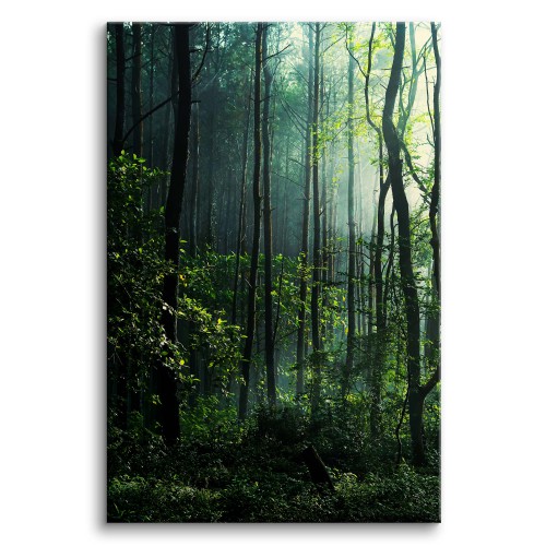 Obraz na ścianę Wnętrze lasu - zielona przyroda, drzewa i mgła  92138