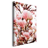 Obraz na płótnie Wiosna - różowe kwiaty magnolii na gałęziach drzew 92136 Naklejkomania - zdjecie 2 - miniatura