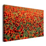 Obraz na ramie Maki - łąka czerwonych kwiatów 92148 Naklejkomania - zdjecie 2 - miniatura