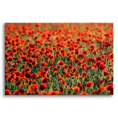 Obraz na ramie Maki - łąka czerwonych kwiatów 92148 Naklejkomania - zdjecie 1