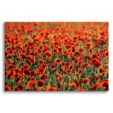 Obraz na ramie Maki - łąka czerwonych kwiatów 92148 Naklejkomania - zdjecie 1 - miniatura
