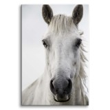 Obraz na płótnie Biały koń - zdjęcie zwierzęcia z bliska 92135 Naklejkomania - zdjecie 1 - miniatura