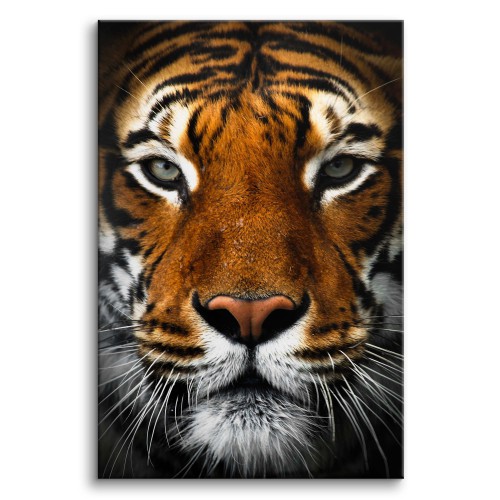 Obraz na ścianę Tygrys - dzikie zwierzę; natura 92146 Naklejkomania - zdjecie 1