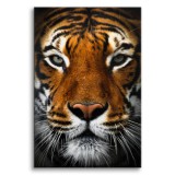 Obraz na ścianę Tygrys - dzikie zwierzę; natura 92146 Naklejkomania - zdjecie 1 - miniatura