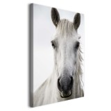 Obraz na płótnie Biały koń - zdjęcie zwierzęcia z bliska 92135 Naklejkomania - zdjecie 2 - miniatura