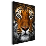 Obraz na ścianę Tygrys - dzikie zwierzę; natura 92146 Naklejkomania - zdjecie 2 - miniatura