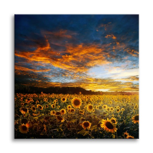Obraz na ścianę Słoneczniki - pejzaż żółtych kwiatów i zachmurzonego nieba 92118