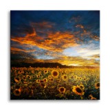 Obraz na ścianę Słoneczniki - pejzaż żółtych kwiatów i zachmurzonego nieba 92118 Naklejkomania - zdjecie 1 - miniatura
