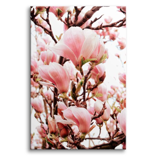 Obraz na płótnie Wiosna - różowe kwiaty magnolii na gałęziach drzew 92136