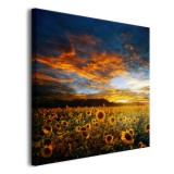 Obraz na ścianę Słoneczniki - pejzaż żółtych kwiatów i zachmurzonego nieba 92118 Naklejkomania - zdjecie 2 - miniatura