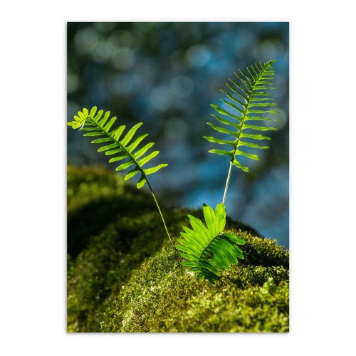 Plakat na ścianę poster z pięknym widokiem na mech z liściami 61482 - zdjęcie 5